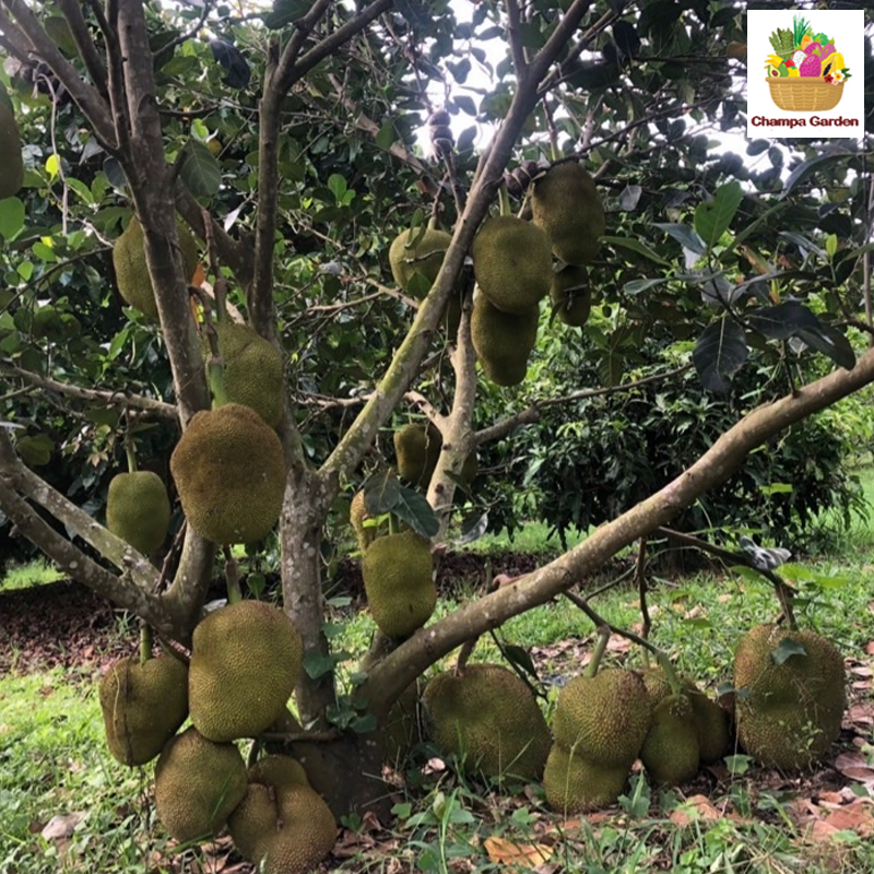 ໝາກມີ້ Organic Jack Fruit 500g (Barcode 501030183)