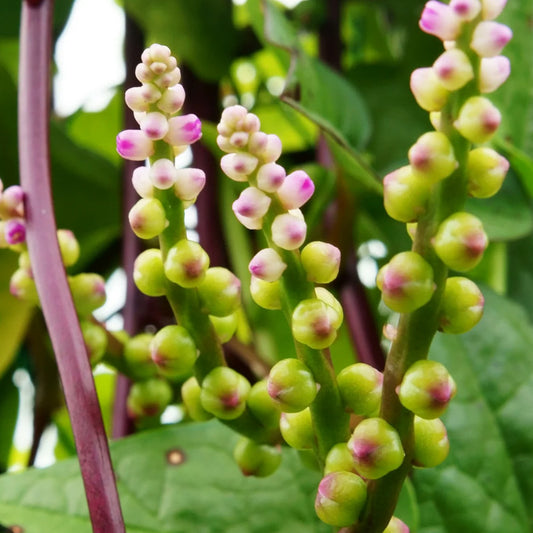 ດອກຜັກປັງ100g Basella Alba Flower (Barcode 501030203)