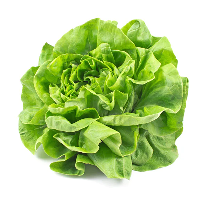 ສະລັດບັດເຕີເຫດ Butterhead Lettuce per pack (Barcode 50103087)