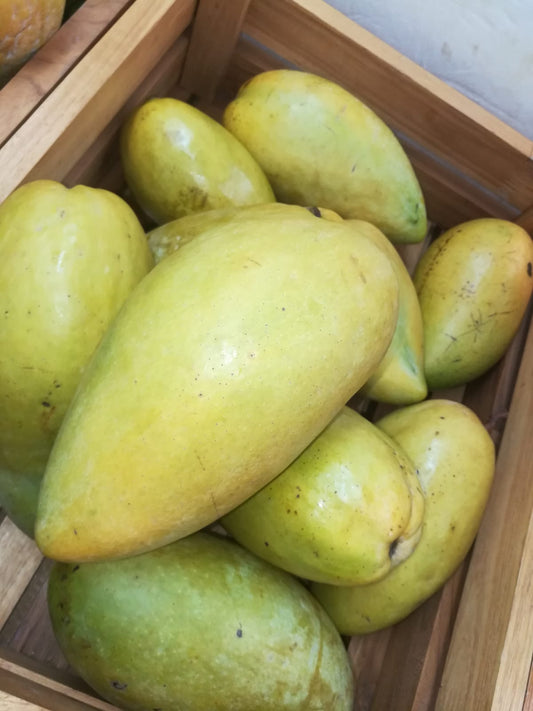 ໝາກມ່ວງ ສີທອງ Mango per price kg (Barcode 59518487)