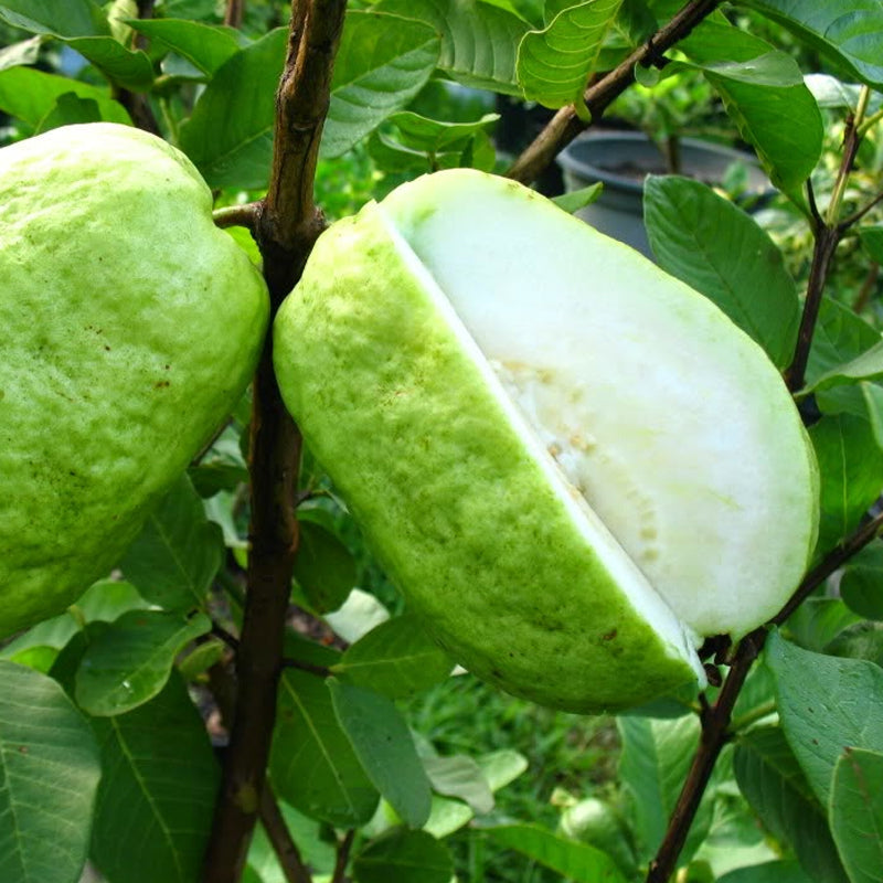 ໝາກສີດາແກ່ນຫນ້ອຍ Guava less seeds pack of 2 pieces (Barcode 50103163)