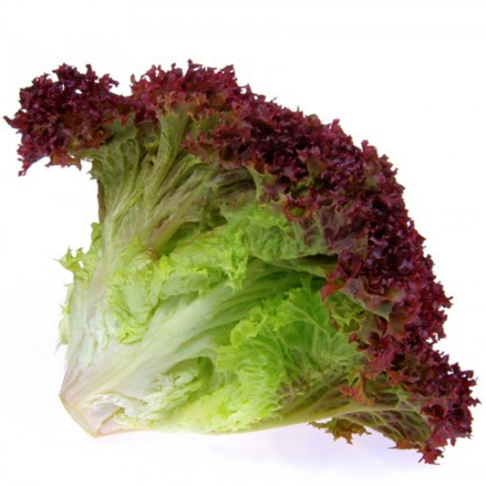 ສະລັດຍໍ່ສີມ້ວງ Red Coral lettuce per  200g pack ( Barcode 50103115)