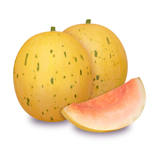 ໝາກເມລ້ອນ  Melon Tsuki shizuku yellow per piece (Barcode 45693463 )