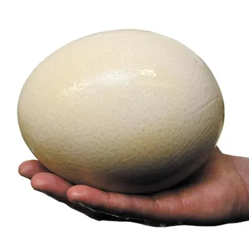 ໄຂ່ນົກກະຈອກເທດ Ostrich egg Size S (Barcode 04152343)
