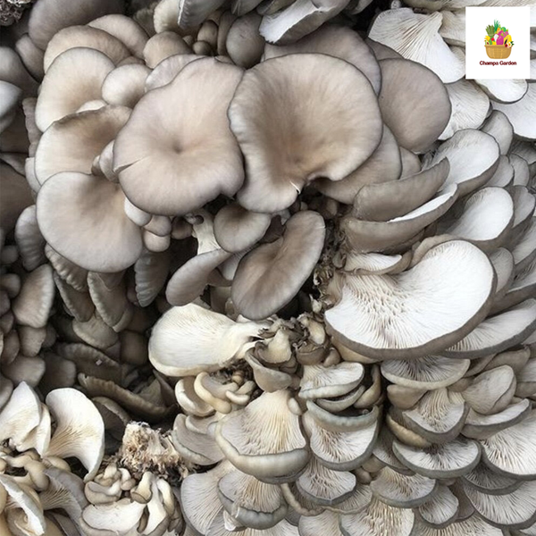 ເຫັດນາງລົມ Organic Oyster Mushroom 100g pack (Barcode 50103089)