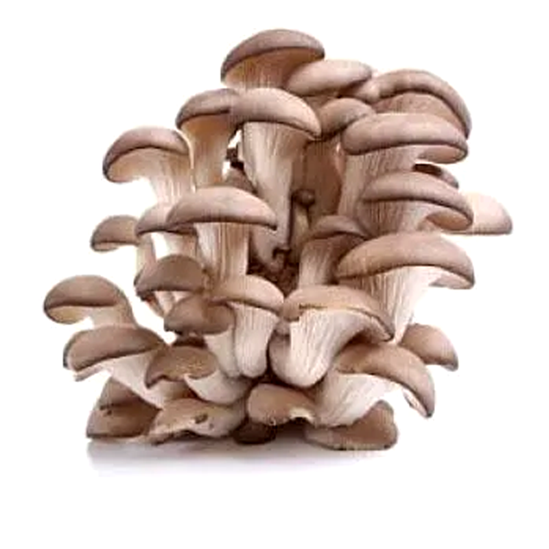 ເຫັດນາງລົມ Organic Oyster Mushroom 100g pack (Barcode 50103089)