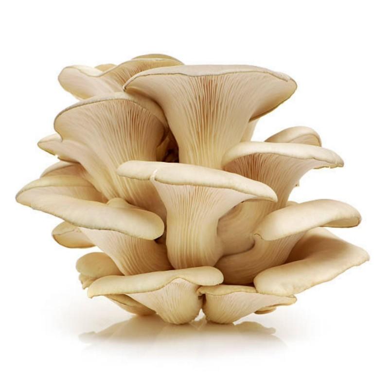 ເຫັດນາງລົມ Oyster Mushroom 100g pack (Barcode 501030980)