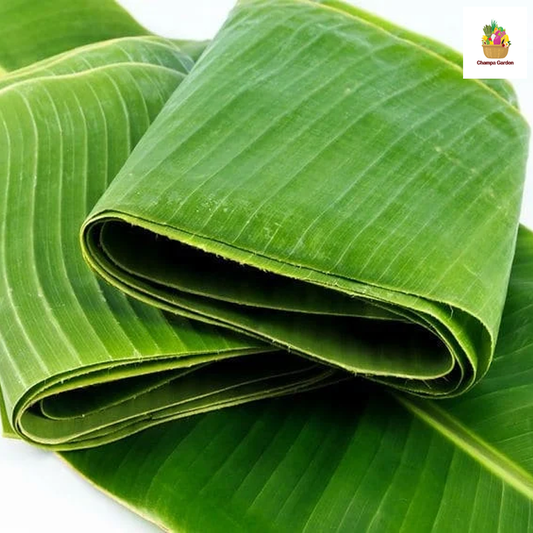 ໃບຕອງ Banana Leaf per pack (Barcode 26261783)