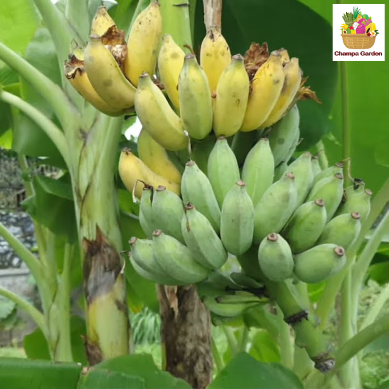 ໝາກກ້ວຍນໍ້າ 1ຫວີ Organic Banana per hand (Barcode 50103148)