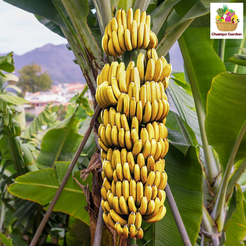 ໝາກກ້ວຍງ້າວ Banana ripe per hand (Barcode 50103150)