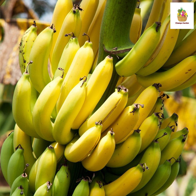 ໝາກກ້ວຍງ້າວ Banana ripe per hand (Barcode 50103150)