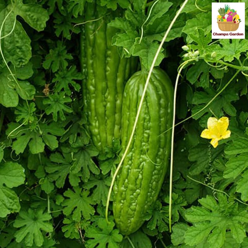 ໝາກມາລະໃຫຍ່ Big Bitter Gourds per piece  ( Barcode 50103199 )