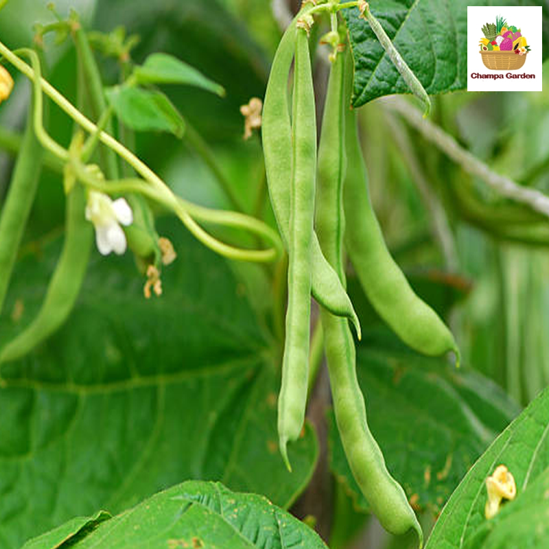 ຖົ່ວກະແວ 100ກຮາມ Bush beans 100g pack ( Barcode 50103144 )