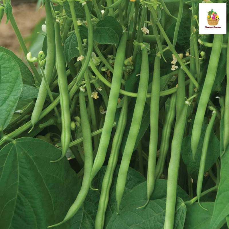 ຖົ່ວກະແວ 100ກຮາມ Bush beans 100g pack ( Barcode 50103144 )