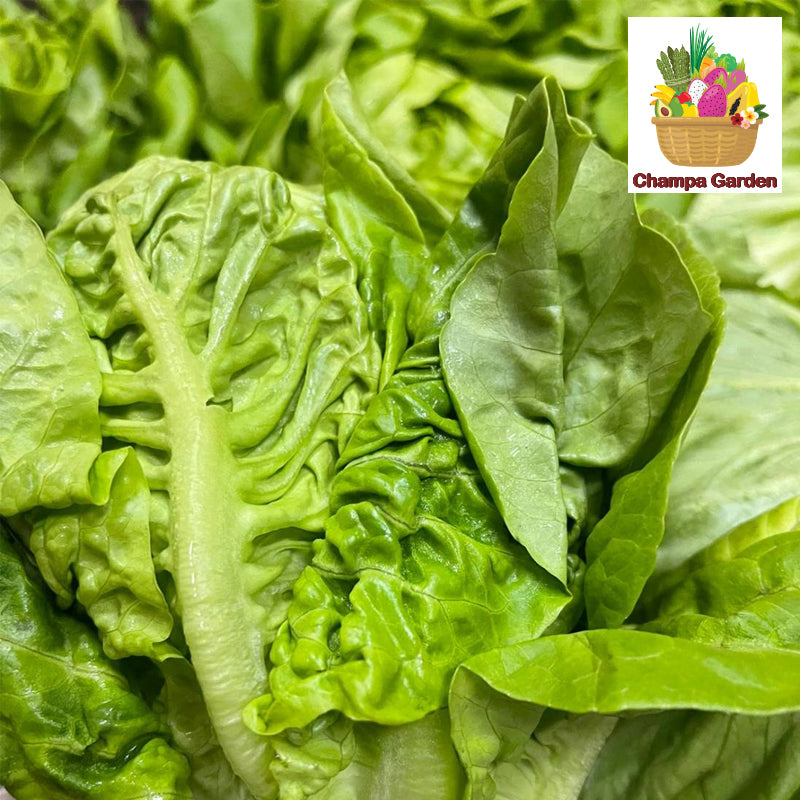 ສະລັດບັດເຕີເຫດ Butterhead Lettuce per pack (Barcode 50103087)