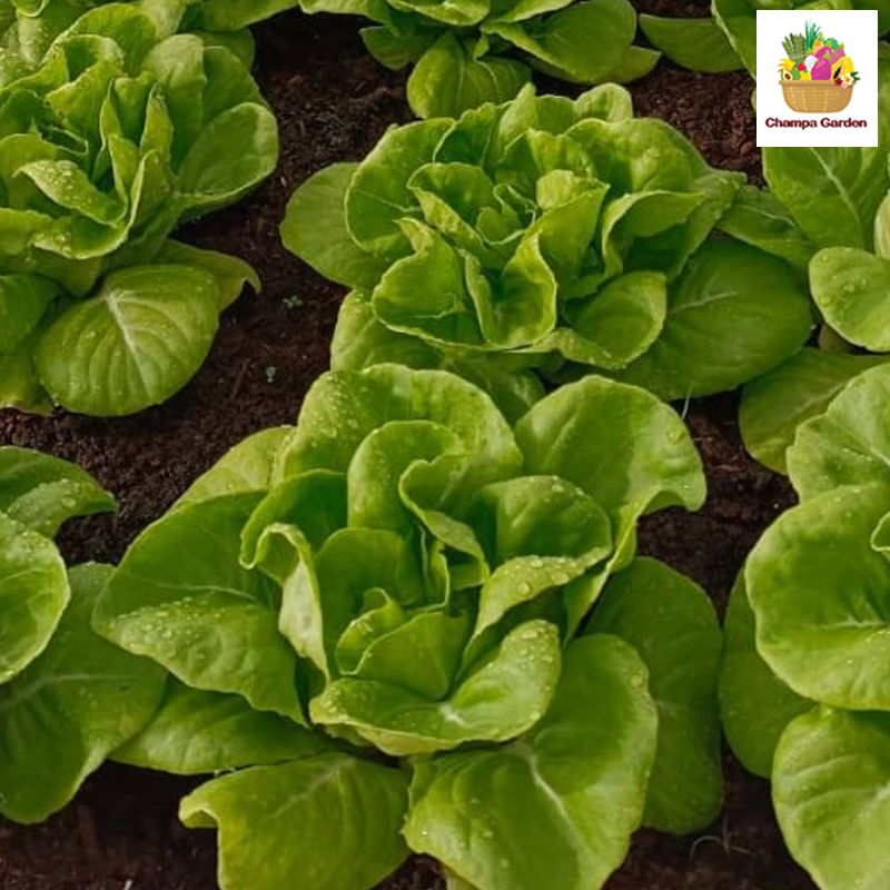 ສະລັດບັດເຕີເຫດ Butterhead Lettuce per pack (Barcode 50103087)