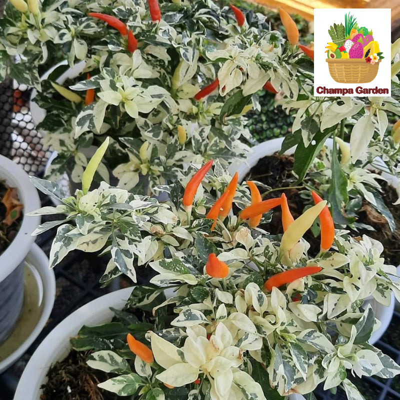 ເບ້ຍໝາກເຜັດດ່າງ Organic Chili Plant (Barcode 59925015)