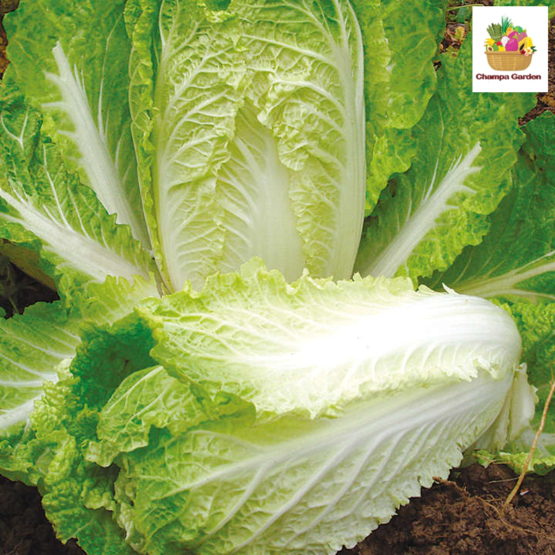 ຜັກກາດຂາວຍໍ່ Chinese Cabbage per 500g   ( Barcode 50103114 )