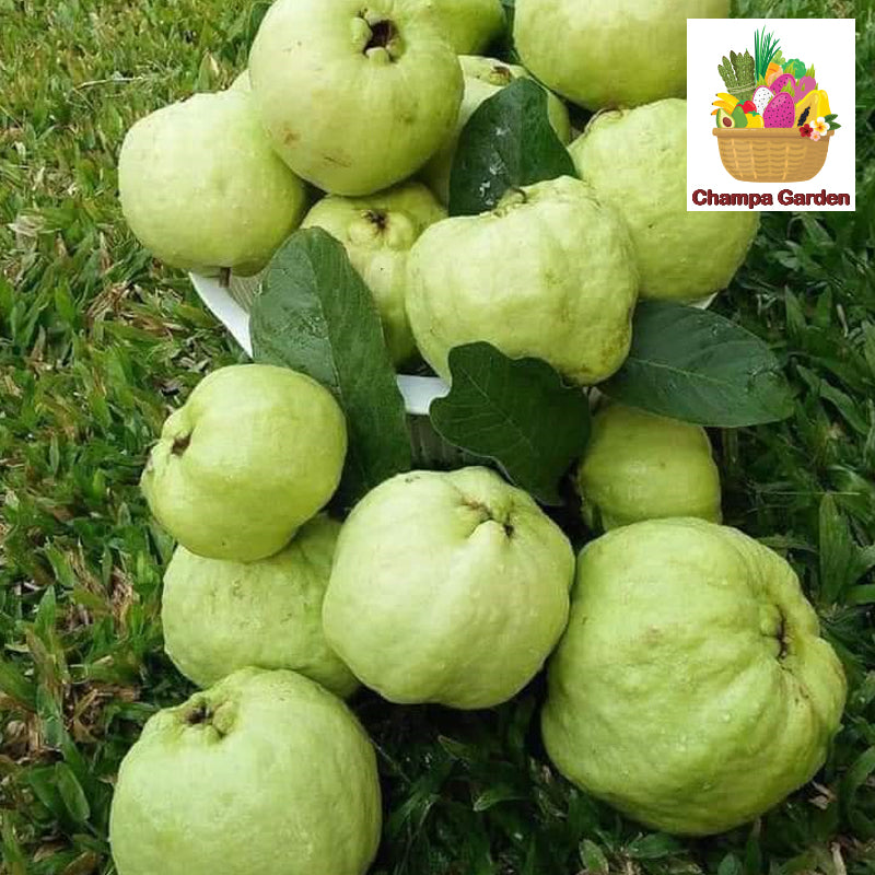 Organic Guava ຕໍ່ຖົງ 500g pack (Barcode 17752599)