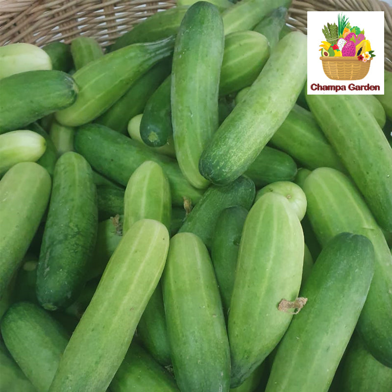 ໝາກແຕງລາວ Organic Local Cucumber pack of 2 pieces ( Bar Code 50103101 )