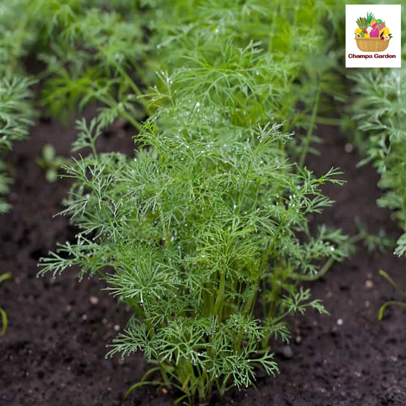 ຜັກຊີ Dill 50g pack (Barcode 50103138)