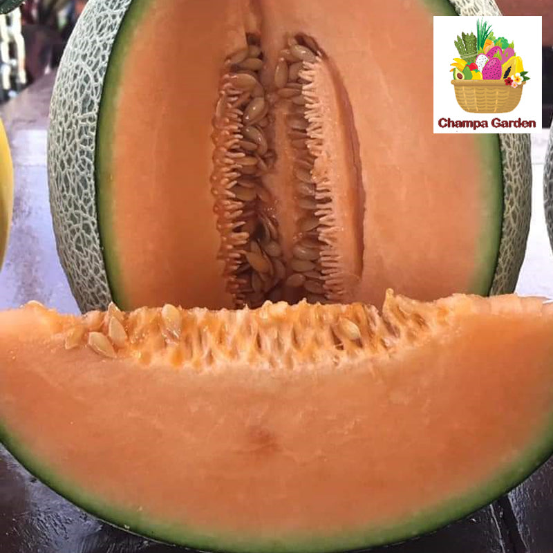 ໝາກເມລ້ອນ Melon per 1kg (Barcode 50103164)