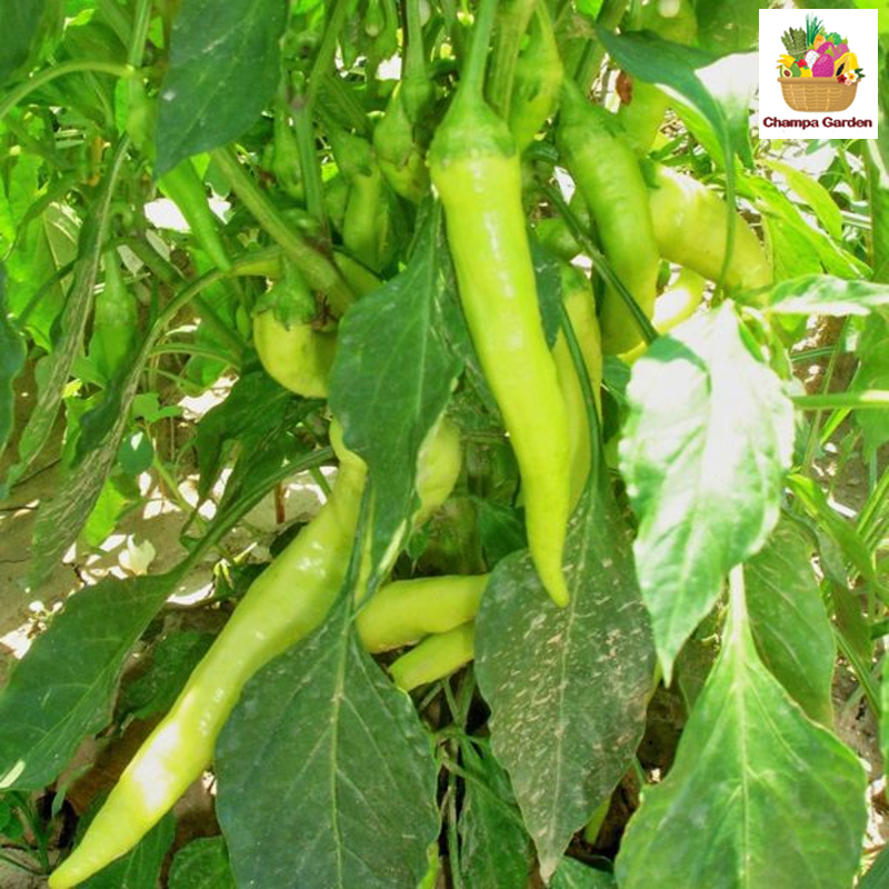 ໝາກເຜັດຢວກໃຫຍ່ຍາວ Green Chilli Pepper 100g pack (Barcode 04503831)