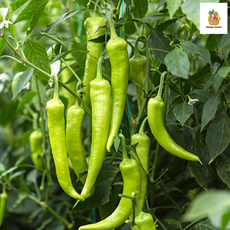 ໝາກເຜັດຢວກໃຫຍ່ຍາວ Green Chilli Pepper 100g pack (Barcode 04503831)