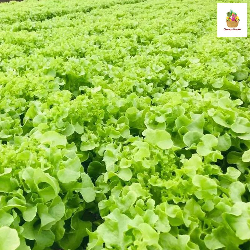 ສະລັດໂອກສີຂຽວ Green Oak lettuce 200g pack (Barcode 03717399)