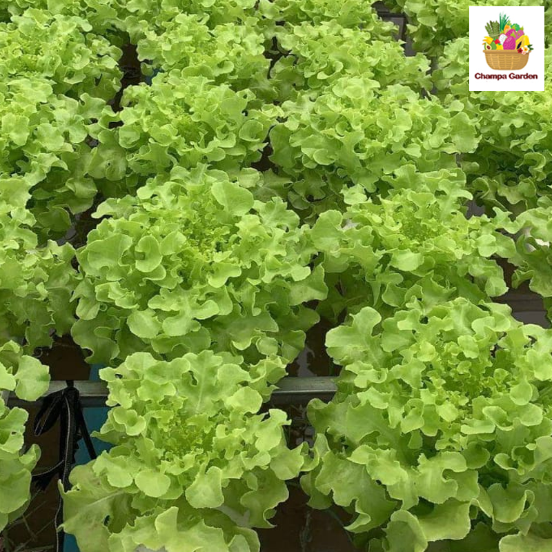 ສະລັດໂອກສີຂຽວ Green Oak lettuce 200g pack (Barcode 03717399)