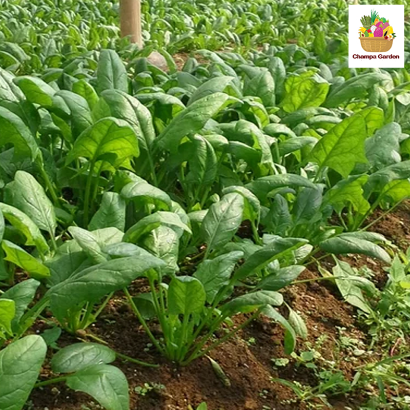 ຜັກຫົມຝຮັ່ງ Green Spinach 200g pack( Barcode 501030152)