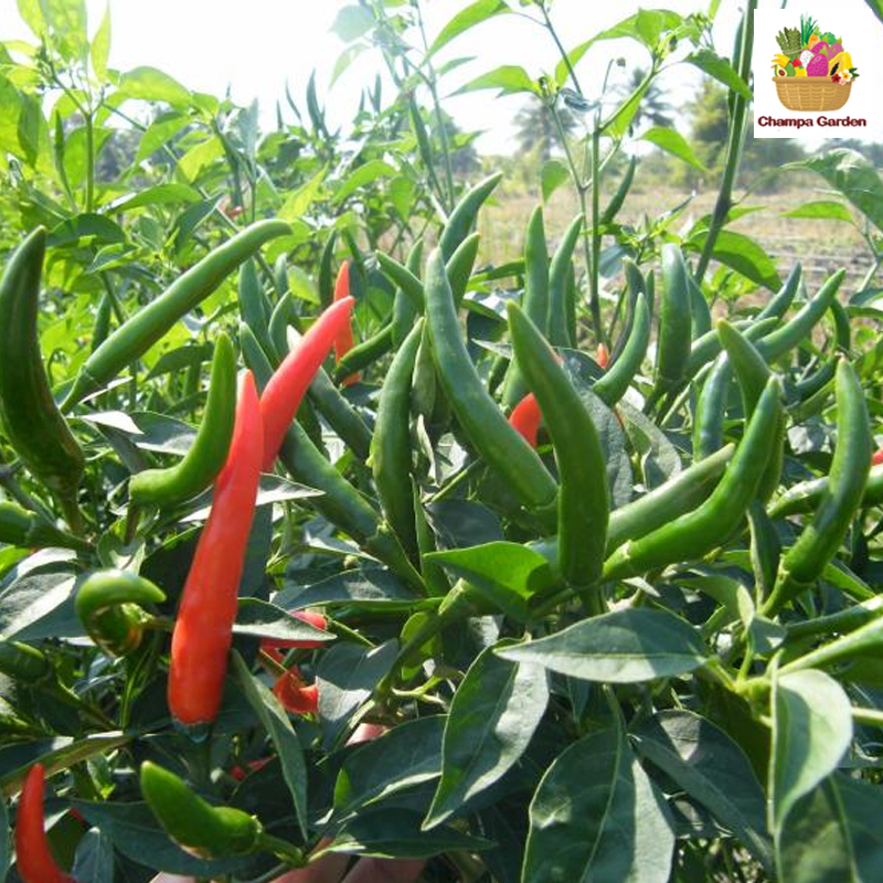 ໝາກເຜັດຂຽວ Green thin chilli 100g pack (Barcode 00637207 )