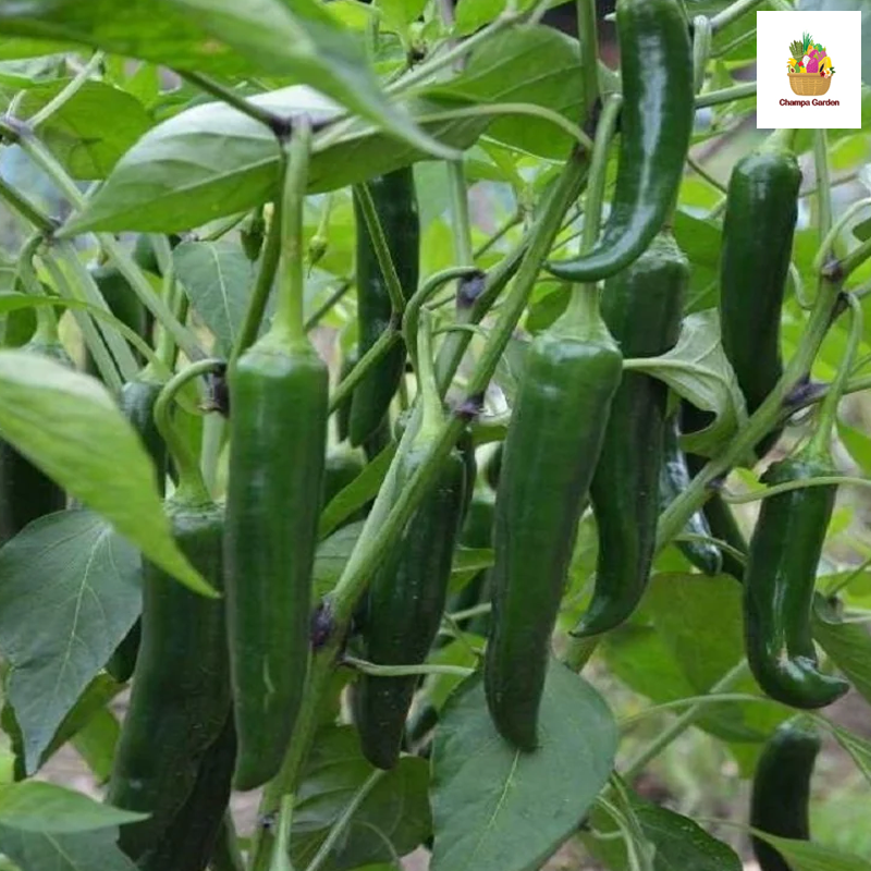 ໝາກເຜັດຂຽວ Green thin chilli 100g pack (Barcode 00637207 )