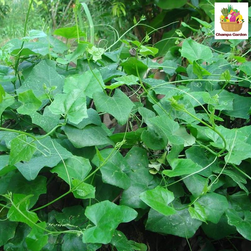 ຜັກຕໍານີນ Ivy Gourd 200g (Barcode 501030142)