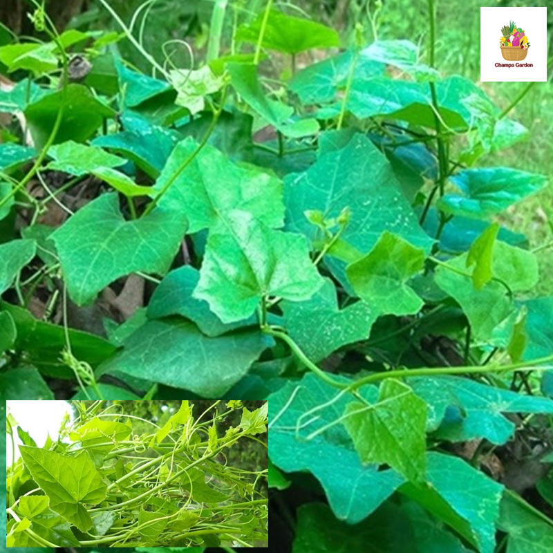 ຜັກຕໍານີນ Ivy Gourd 200g (Barcode 501030142)