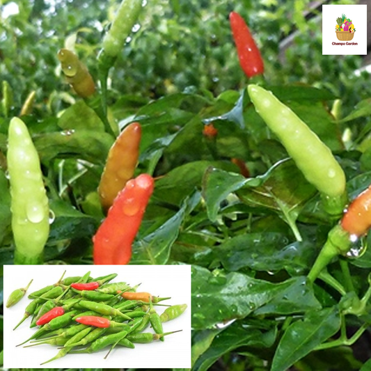 ໝາກເຜັດລາວ Lao Chilli  100g pack ( Barcode 50103135 )