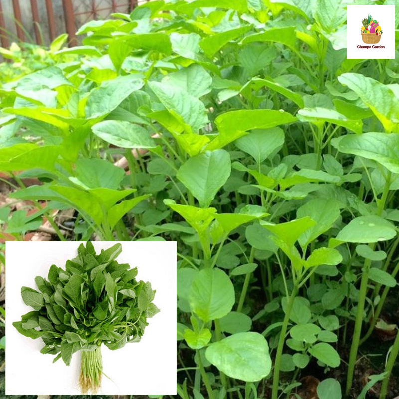 ຜັກຫົມລາວ Lao Green Spinach 200g pack ( Barcode 50103119 )