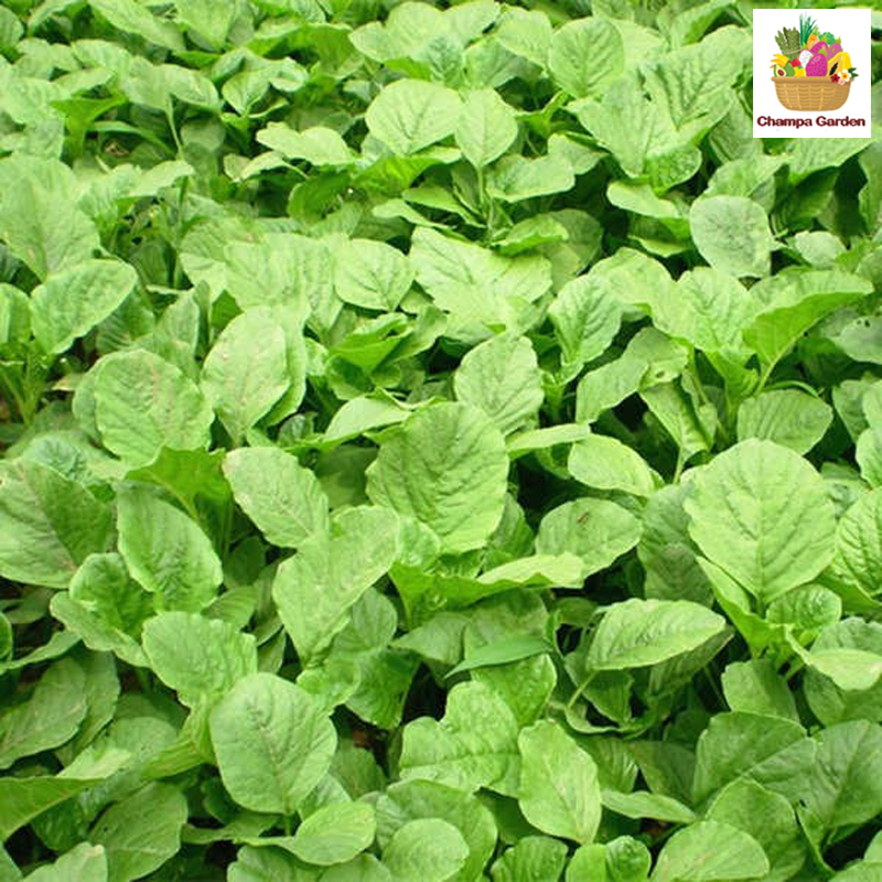 ຜັກຫົມລາວ Lao Green Spinach 200g pack ( Barcode 50103119 )