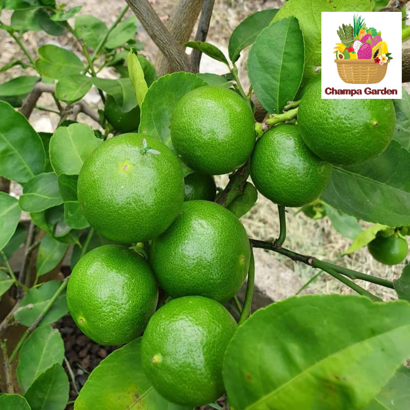 ໝາກນາວບໍ່ມີເມັດ ປອດສານພິດ  Organic Seedless Lime 200g pack (Barcode 41542167)