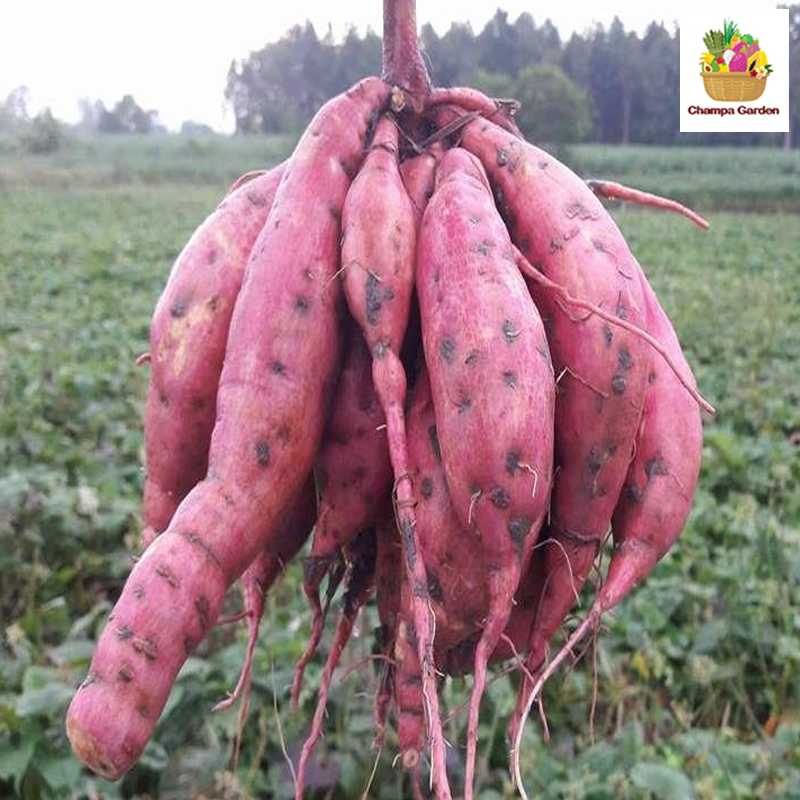 ມັນດ້າງໄຂ່ ທ້ອງຖີ່ນ local sweet potato 1kg pack (Barcode 49846807)