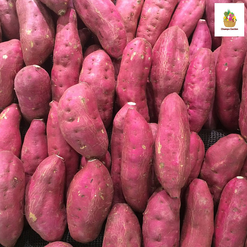 ມັນດ້າງໄຂ່ ທ້ອງຖີ່ນ local sweet potato 1kg pack (Barcode 49846807)