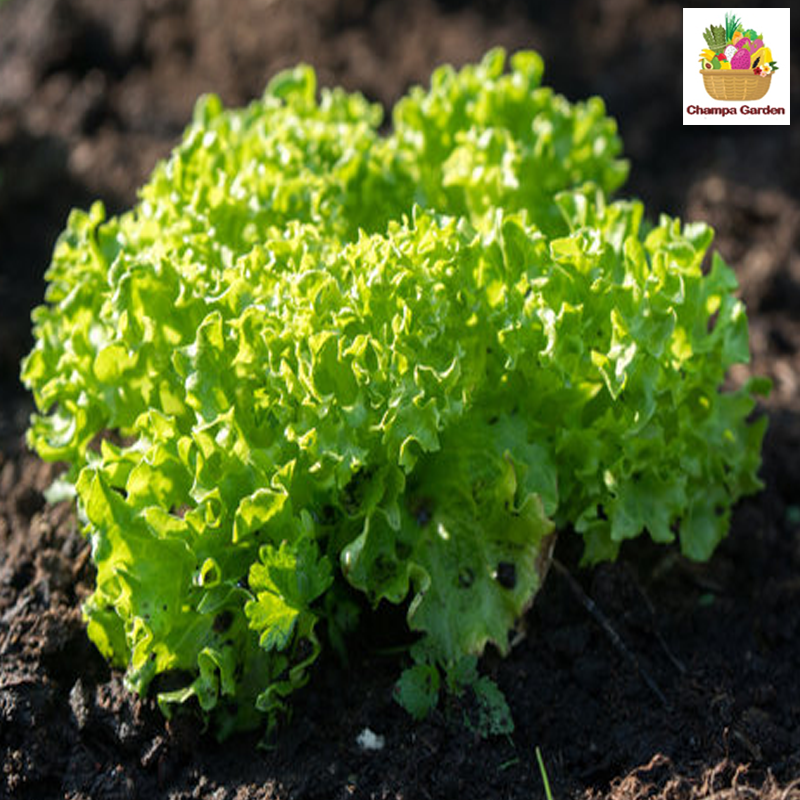 ສະລັດຍໍ່ສີຂຽວ ຕໍ່ຖົງ Green Coral lettuce per 200g (Barcode 50103116)