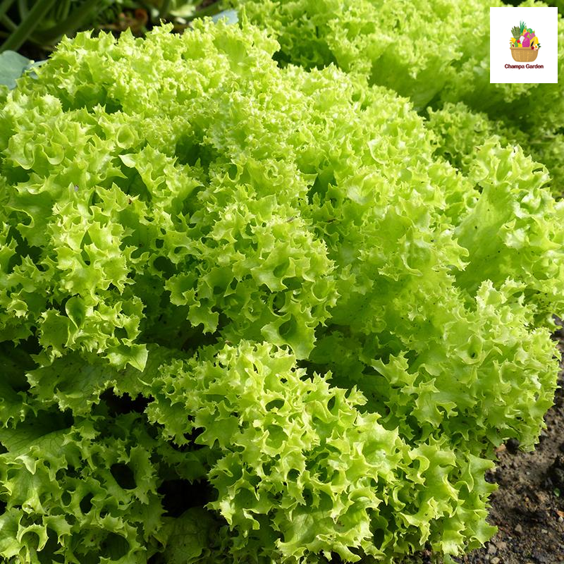 ສະລັດຍໍ່ສີຂຽວ ຕໍ່ຖົງ Green Coral lettuce per 200g (Barcode 50103116)