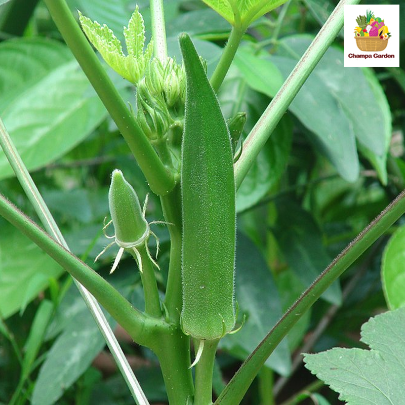 ໝາກເມືອກ Okra 100g pack (Barcode 501030115)