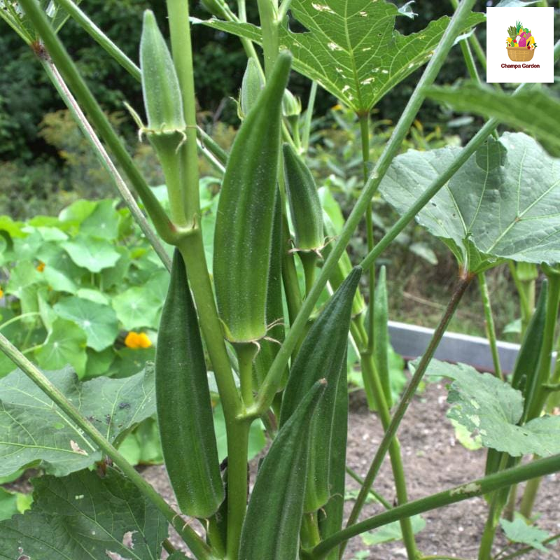 ໝາກເມືອກ Okra 100g pack (Barcode 501030115)