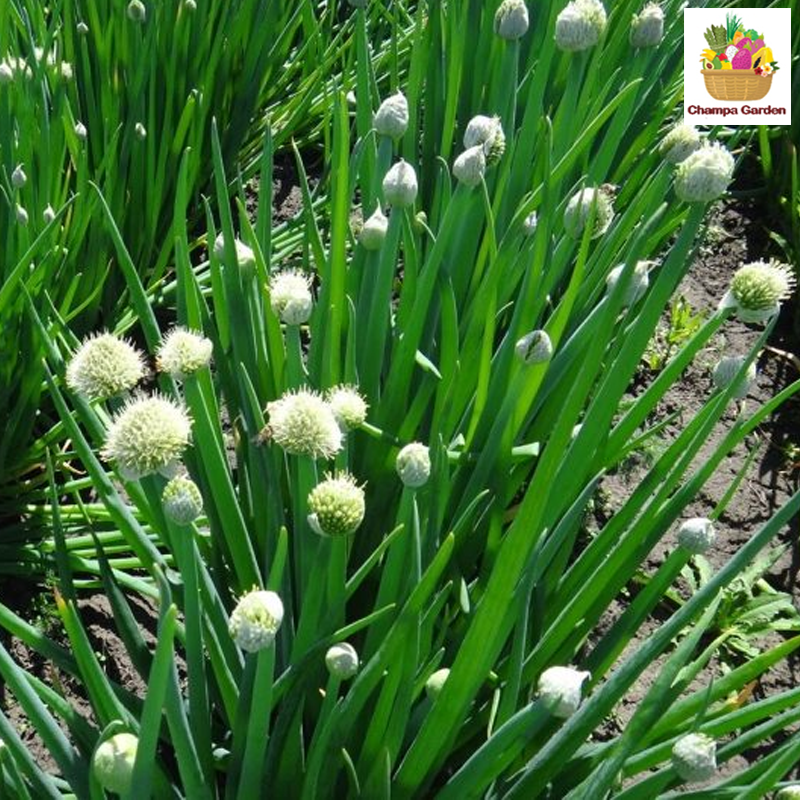 ດອກຫອມບົ່ວໃບ ຕໍ່ແພັກ Onion Flower 100g (Barcode 501030137)