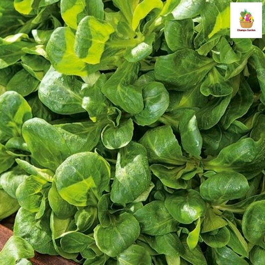 ຜັກຫົມບຣາຊິວ  Organic Brazilian Spinach  100g pack (Barcode 50103091)