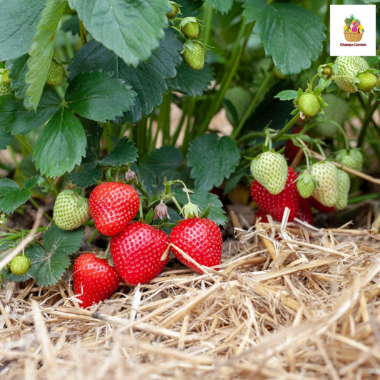 ສະຕໍບໍຣີ້  ປອດສານພິດ Organic Strawberry (Barcode 50103157)