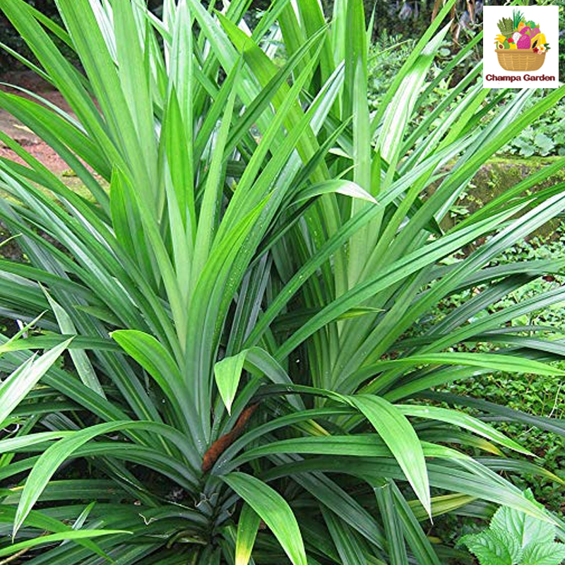 ໃບເຕີຍ Pandan Leaves per pack (Barcode 75995671)