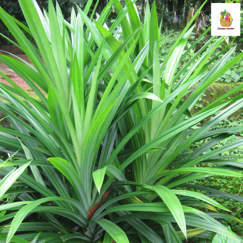 ໃບເຕີຍ Pandan Leaves per pack (Barcode 75995671)